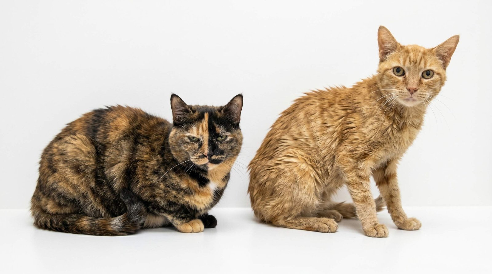 Side-by-side comparison of a healthy senior cat with normal weight and thick coat next to a thin, unkempt hyperthyroid cat showing visible weight loss and dull coat
