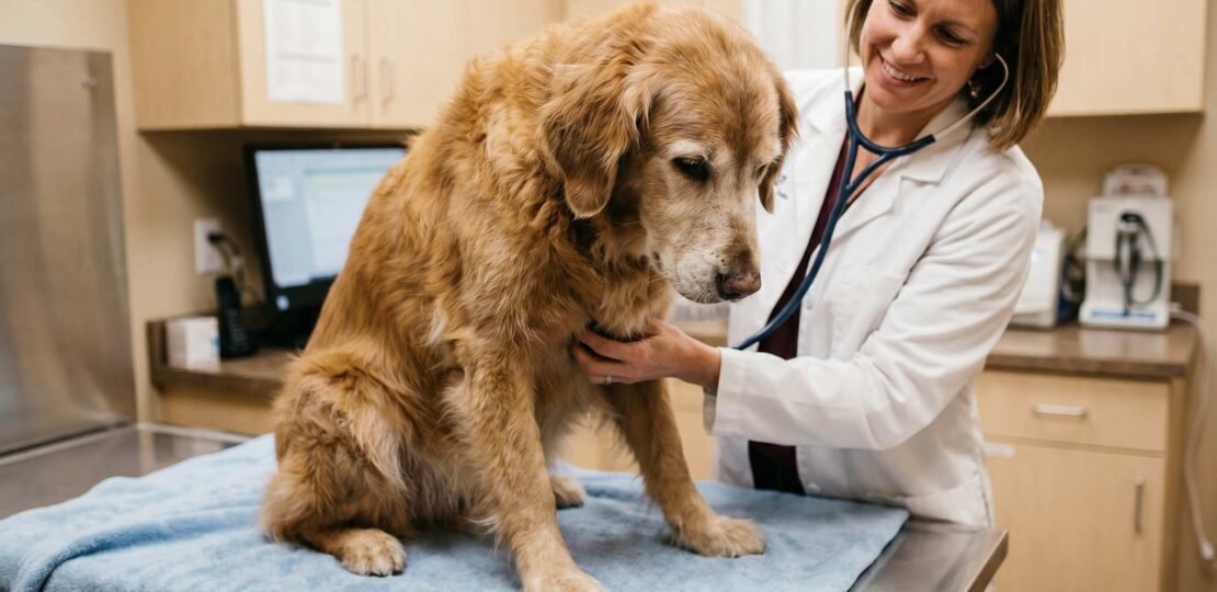Trazodone for Dogs – Vet Examination